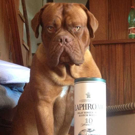 LUCIUSLAPHROAIG.jpg